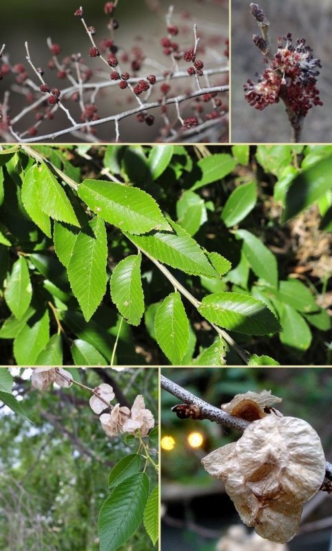Вяз граболистный (Ulmus suberosa)