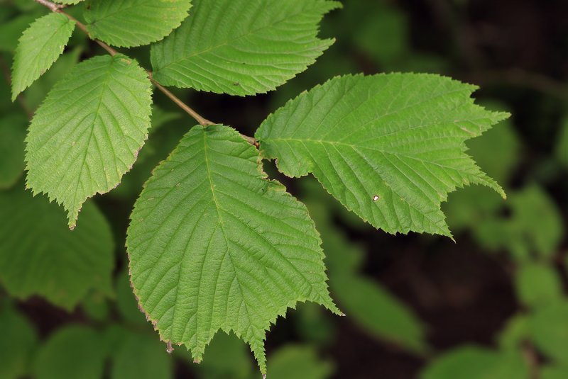 Вяз американский (Ulmus Americana Elm