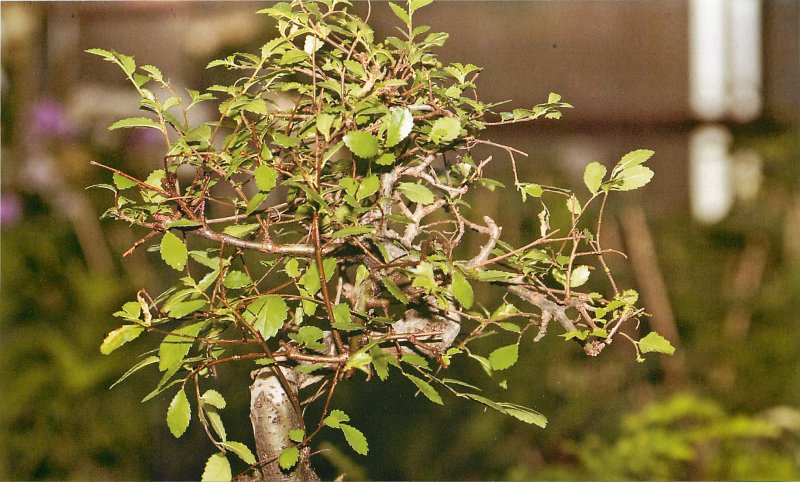 Вяз приземистый Ulmus pumila