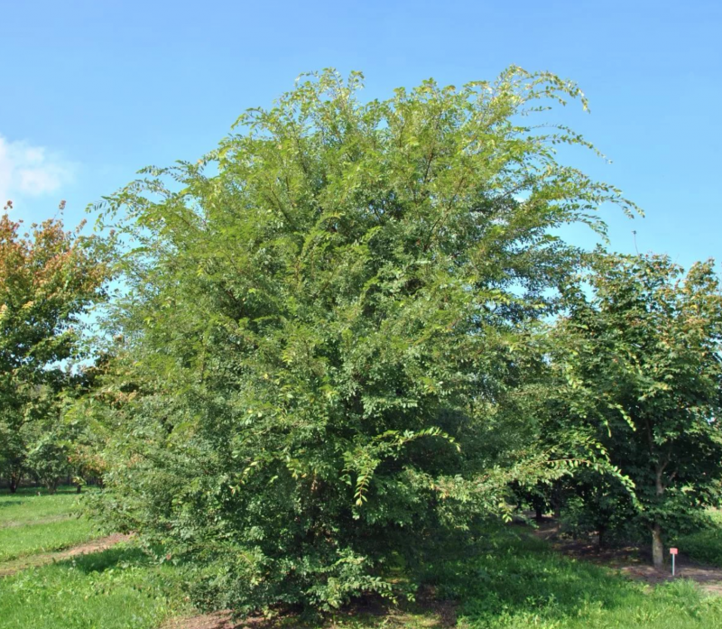 Ulmus parvifolia