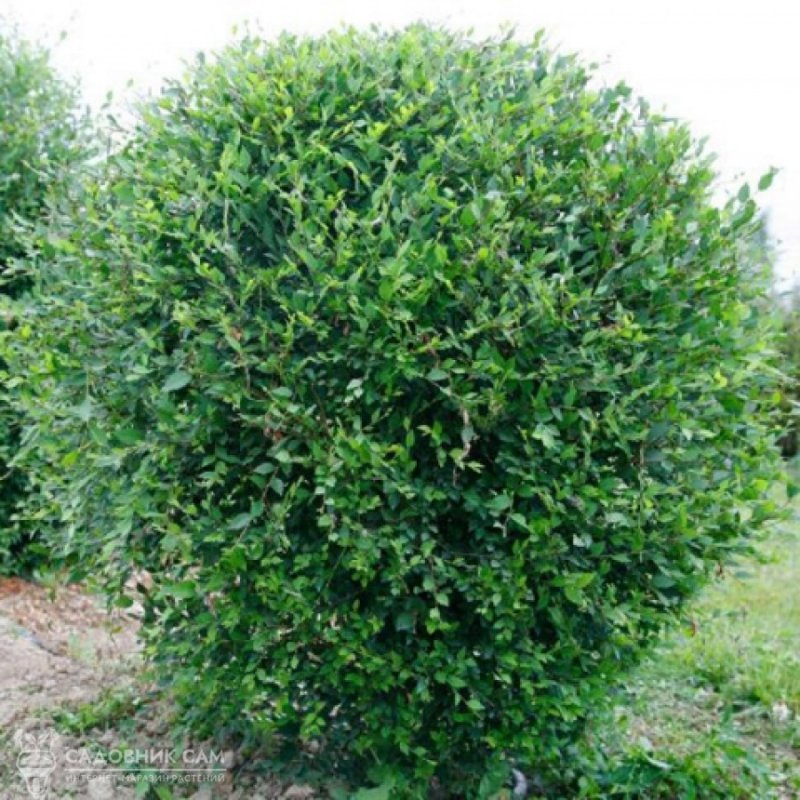 Вяз приземистый Ulmus pumila
