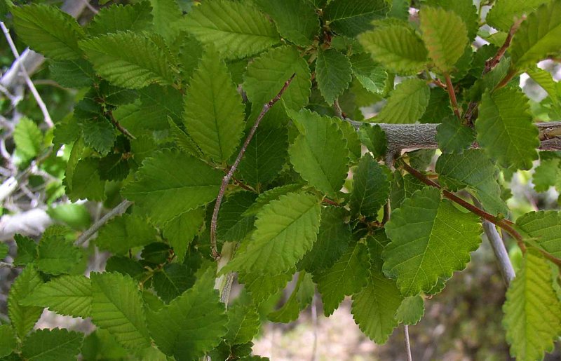Вяз приземистый Ulmus pumila дерево