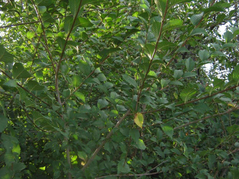 Вяз обыкновенный Ulmus laevis