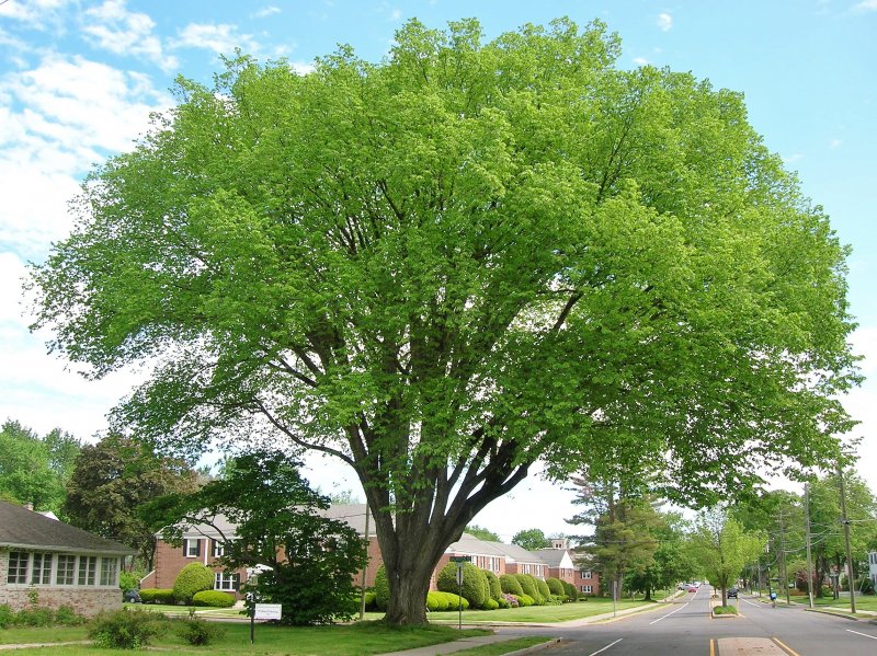 Вяз приземистый Ulmus pumila