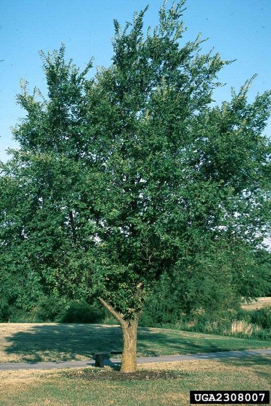Вяз гладкий (Ulmus laevis)