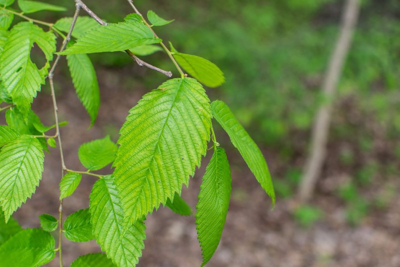 Ulmus parvifolia