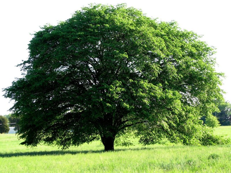 Вяз граболистный (Ulmus suberosa)