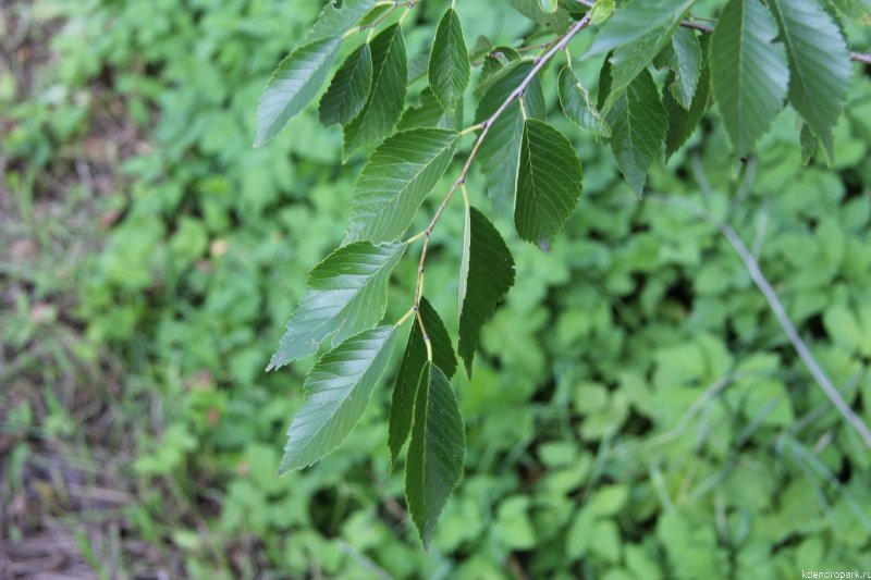 Вяз мелколистный Ulmus parvifolia