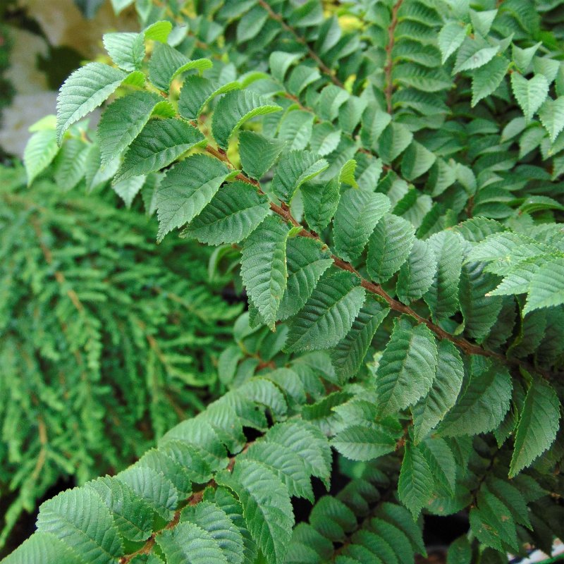Вяз мелколистный, приземистый, ильмовник (Ulmus pumila)