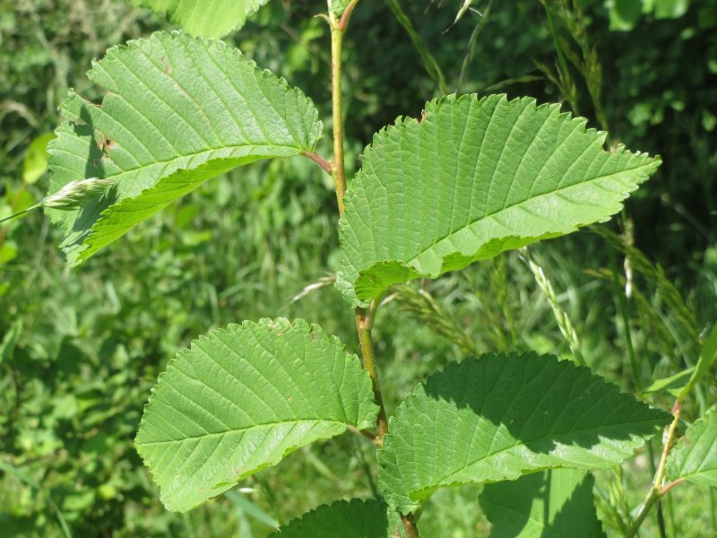 Вяз американский (Ulmus Americana