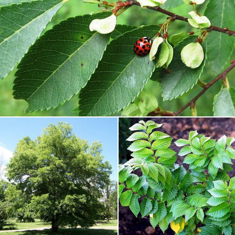 Вяз полевой Ulmus carpinifolia