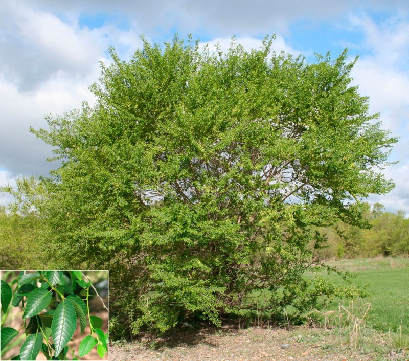 Вяз приземистый Ulmus pumila дерево