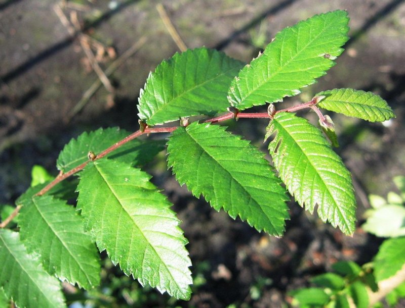 Вяз приземистый (Ulmus pumila l.)