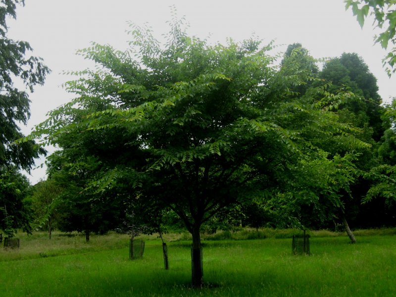 Вяз приземистый Ulmus pumila дерево