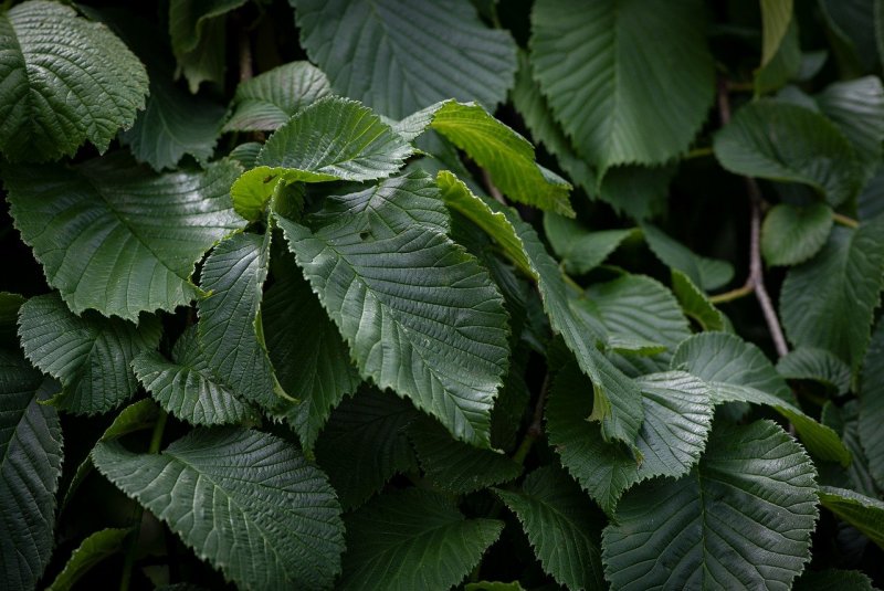 Вяз гладкий (Ulmus laevis)
