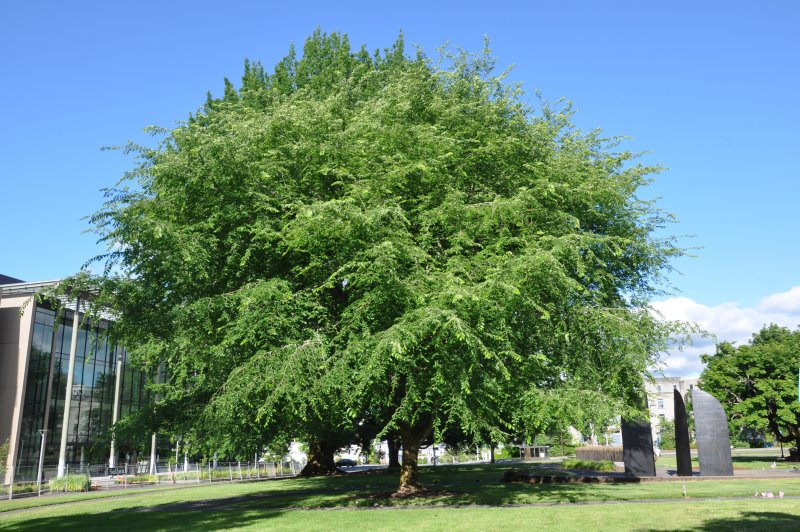 Ulmus Minor листья