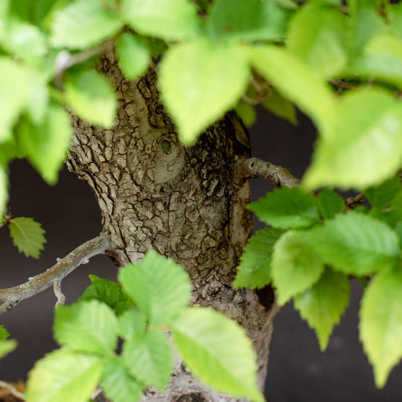 Вяз гладкий (Ulmus laevis)