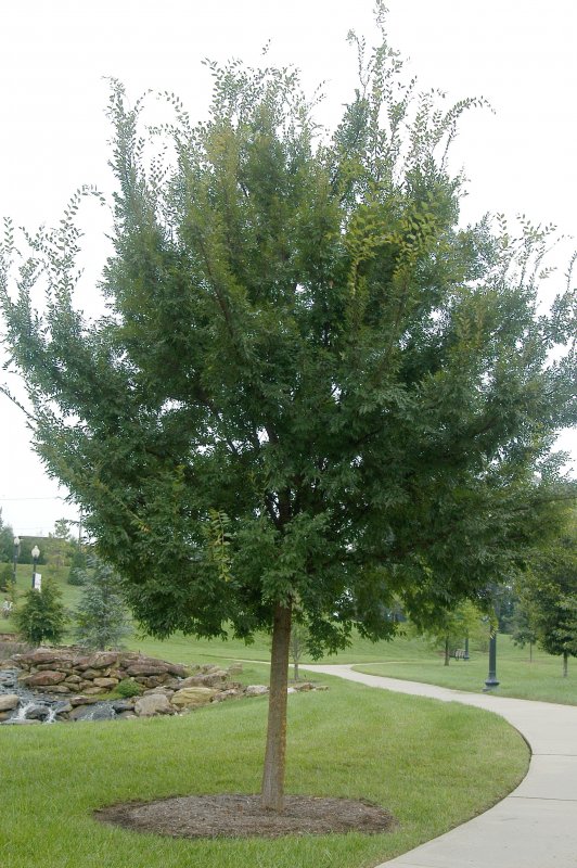 Ulmus Minor листья
