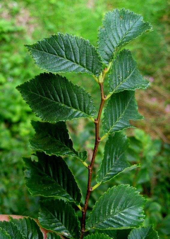 Вяз приземистый Ulmus pumila