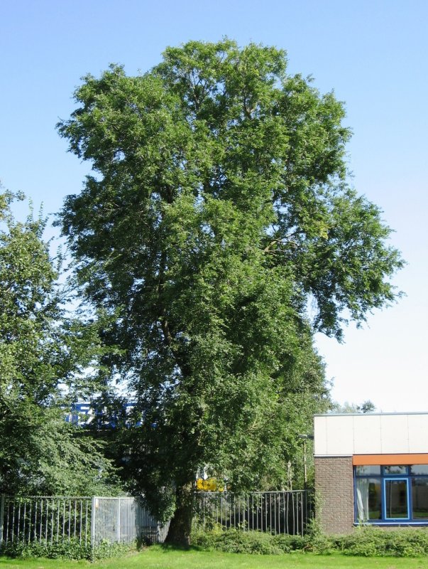 Вяз мелколистный Живая изгородь