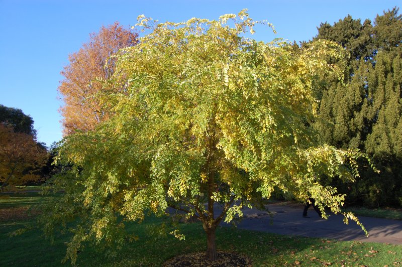 Вяз приземистый Ulmus pumila дерево