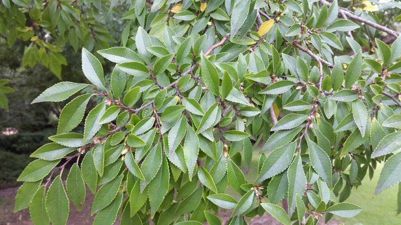 Вяз приземистый Ulmus pumila
