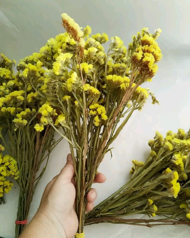Статица и Лаванда