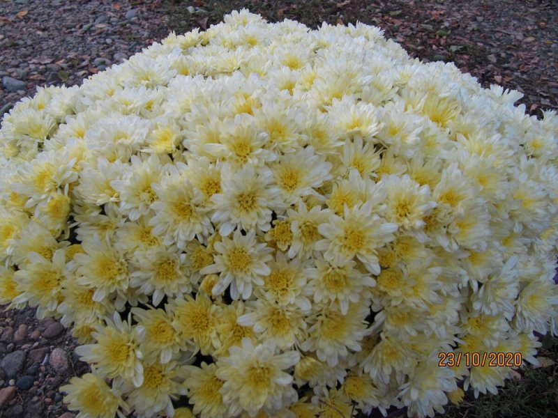 Хризантема мультифлора Yellow