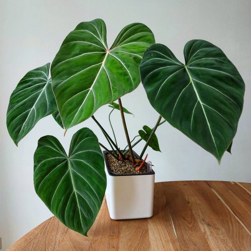 Philodendron melanochrysum купить