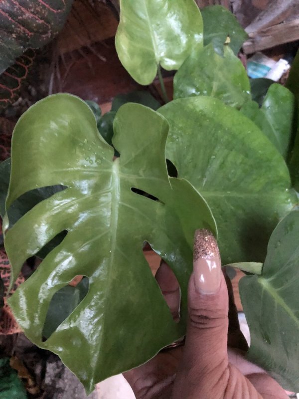 Philodendron barrosoanum