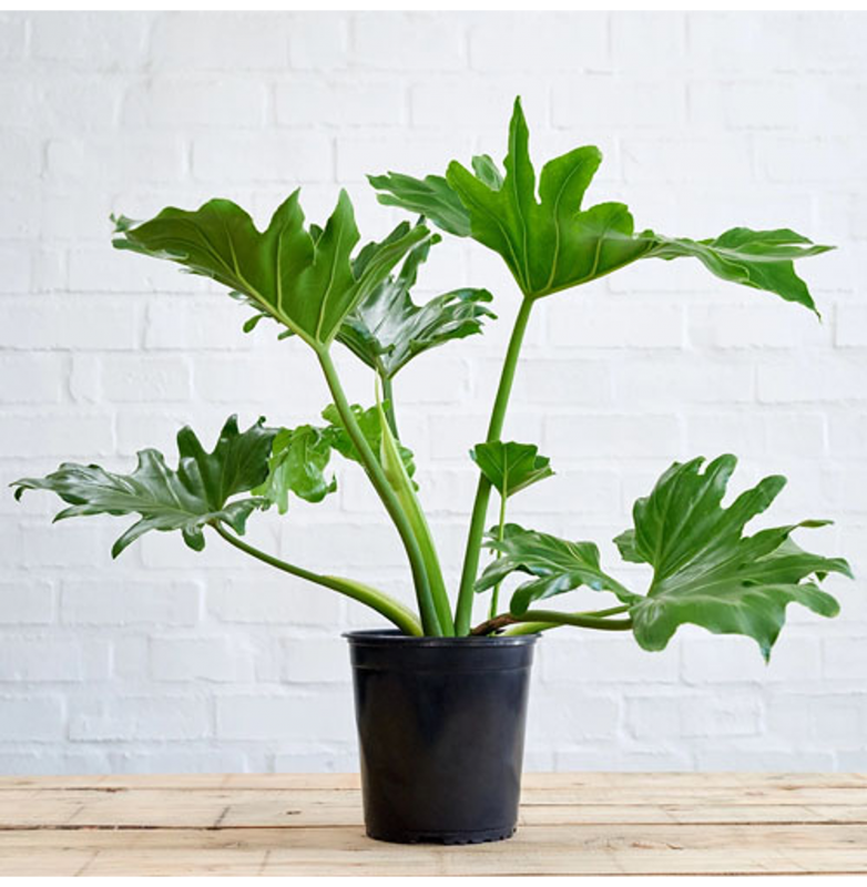 Philodendron selloum листы