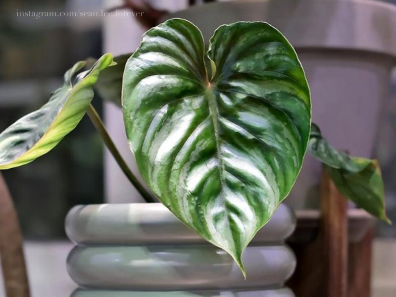 Philodendron pastazanum