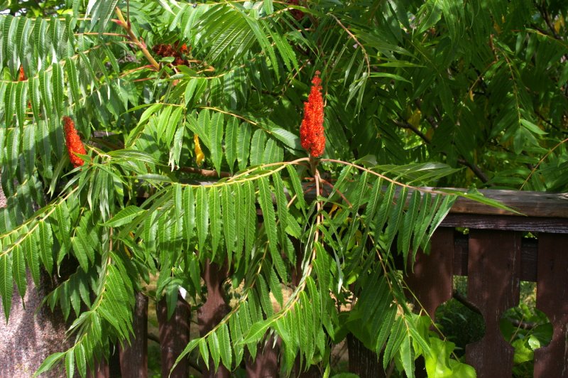 Сумах оленерогий Rhus typhina