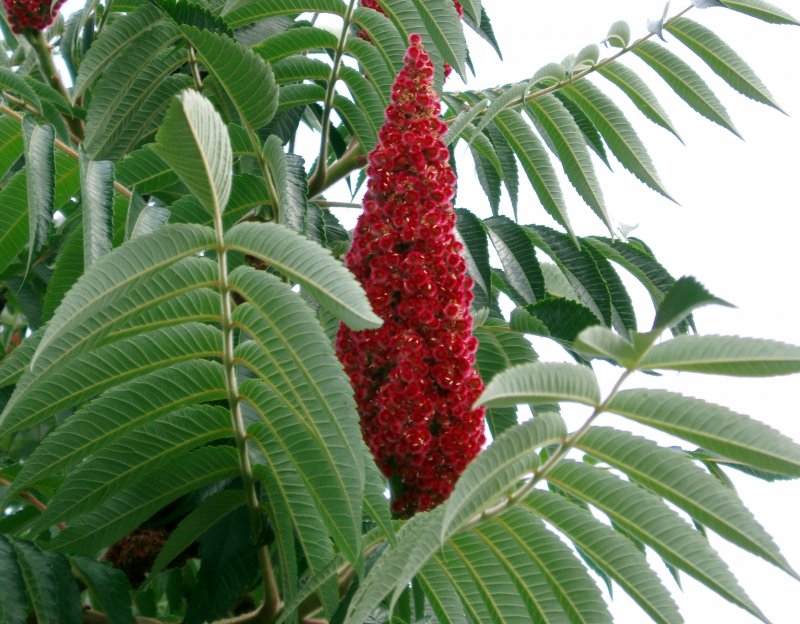 Сумах Rhus typhina