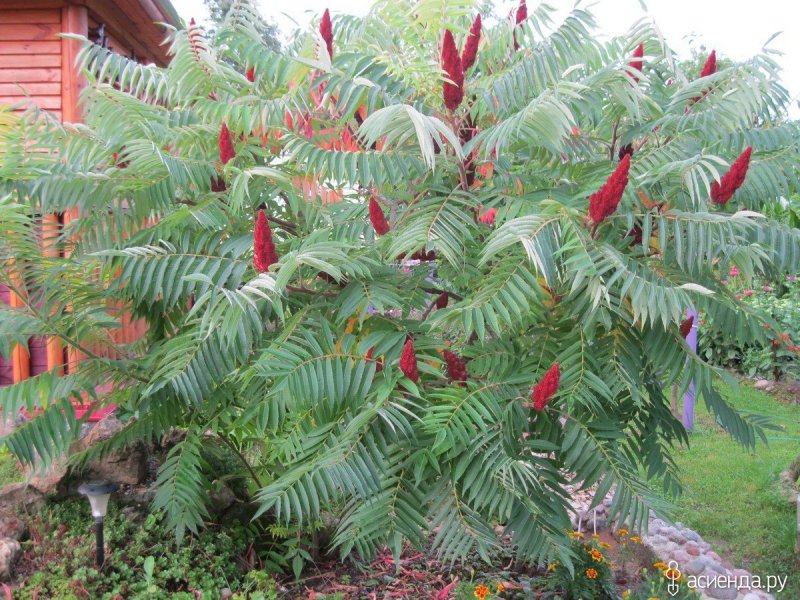 Сумах оленерогий, пушистый, уксусное дерево (Rhus typhina).