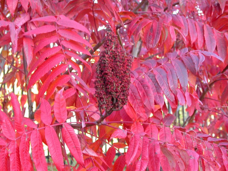 Rhus typhina (Сумах уксусный) 'dissecta'
