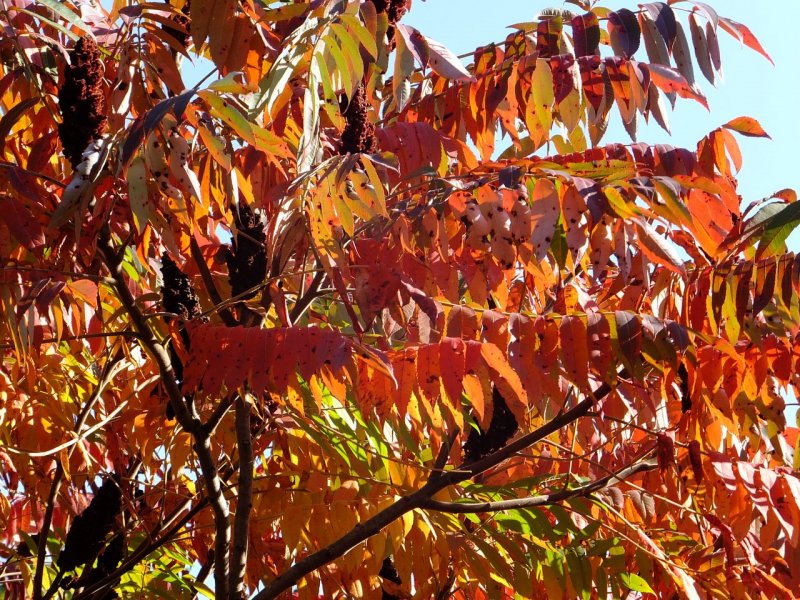 Сумах оленерогий, пушистый, уксусное дерево (Rhus typhina).