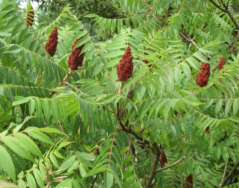 Сумах оленерогий Rhus typhina