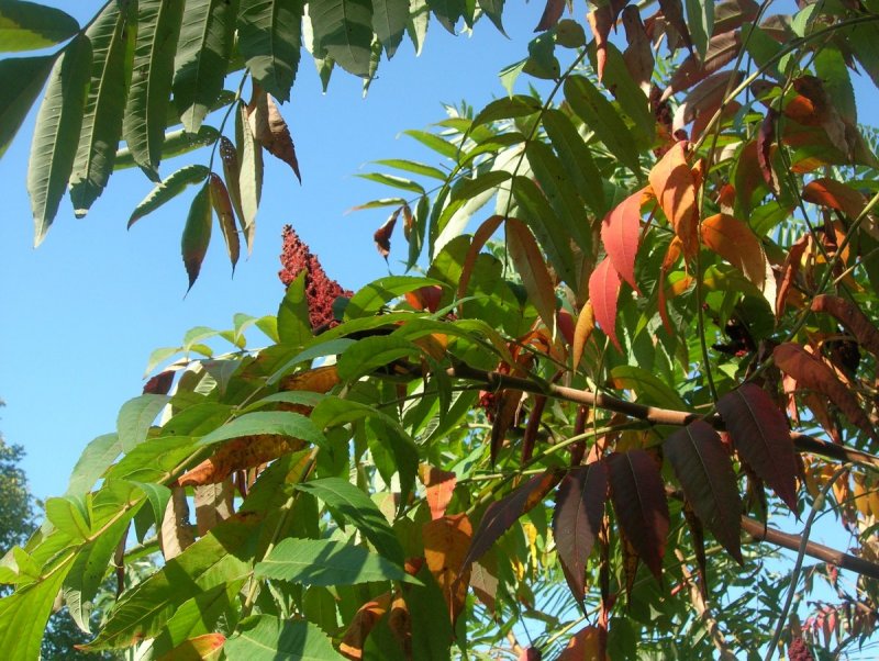 Сумах дубильный (Rhus coriaria
