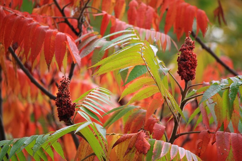 Сумах Rhus typhina
