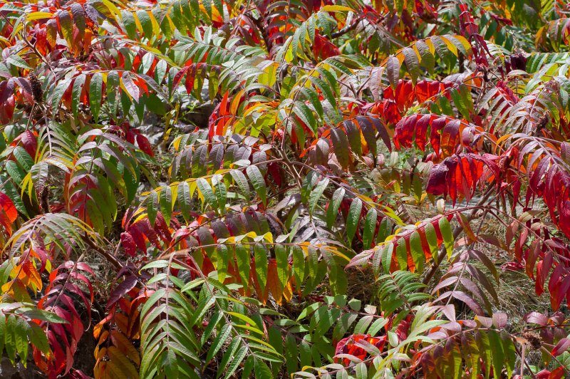 Сумах Rhus typhina