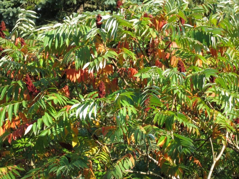 Сумах оленерогий, пушистый, уксусное дерево (Rhus typhina).