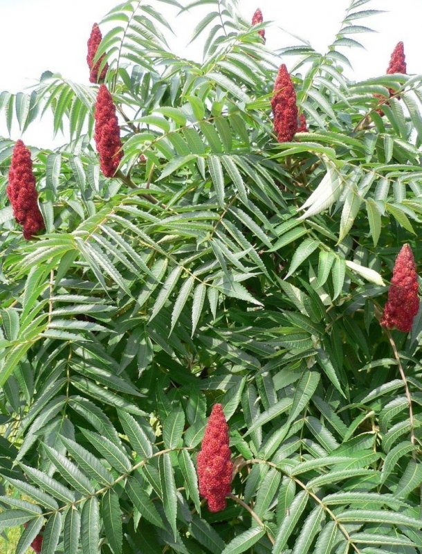 Сумах оленерогий Rhus typhina