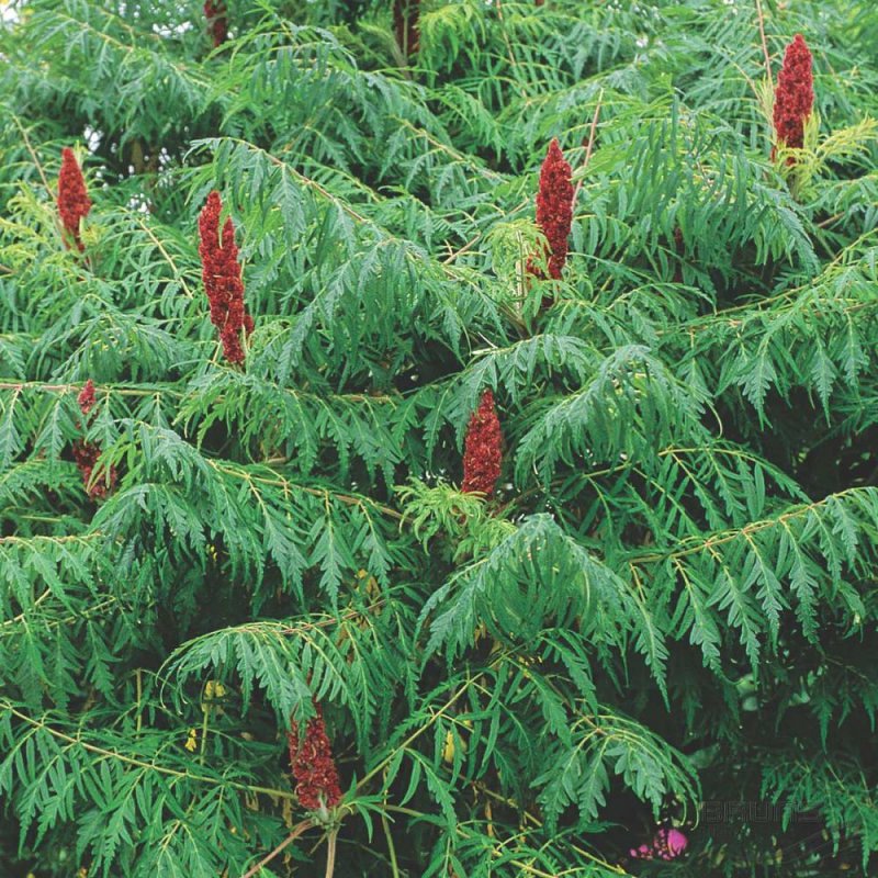 Сумах оленерогий, пушистый, уксусное дерево (Rhus typhina).