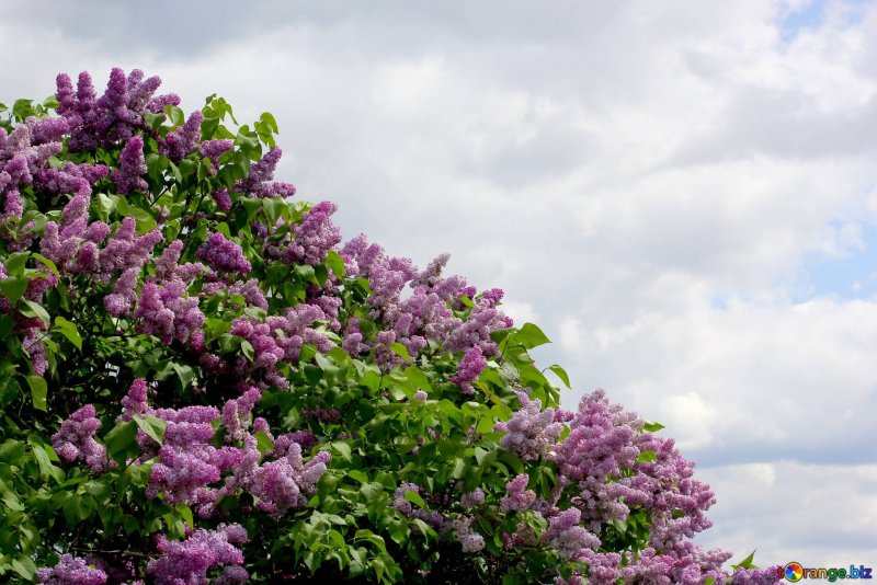 Сирень кустарник