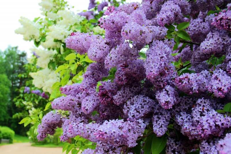 Красивоцветущие кустарники сирень