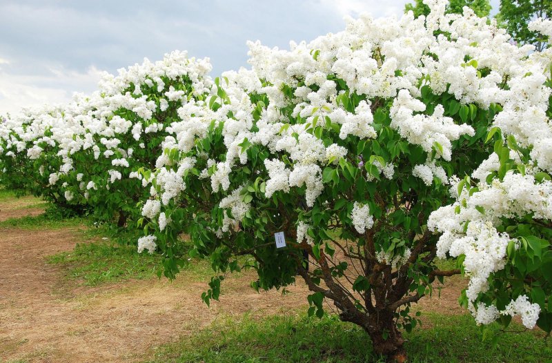 Сирень Амурская куст