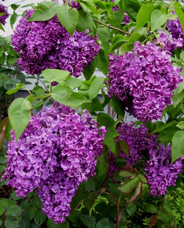 Syringa vulgaris сирень