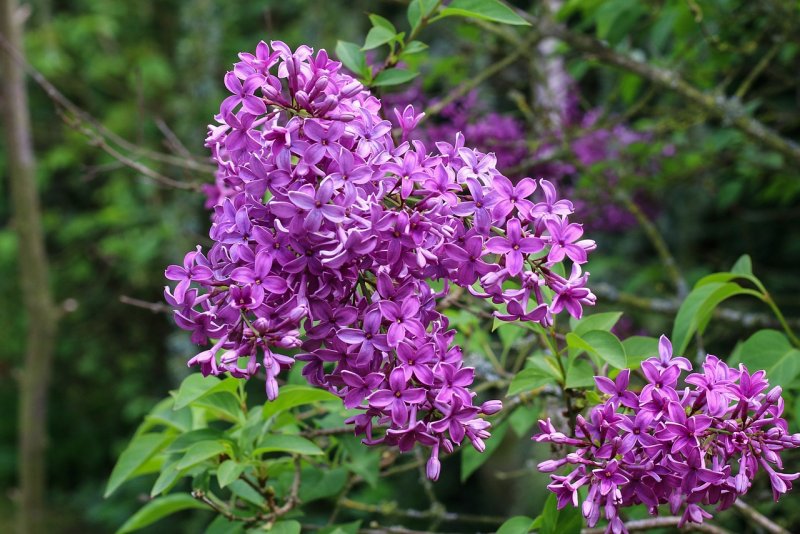 Syringa chinensis Saugeana сирень китайская Саугеана