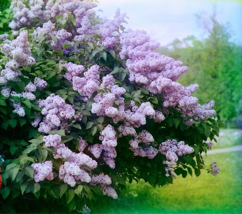 Сирень венгерская